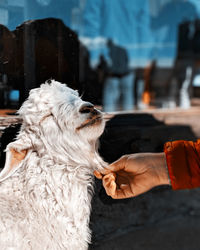 Cropped hand holding goat