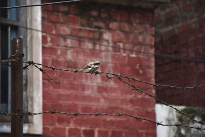 Bird on a fence