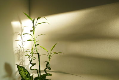 Close-up of plant against wall at home