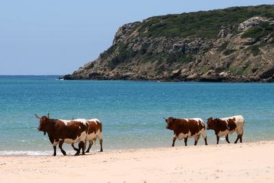 High angle view of cows standing on beach