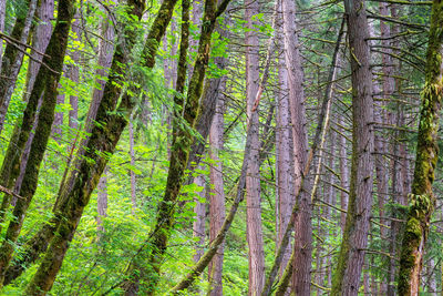 View of trees in forest