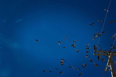 Low angle view of birds flying against blue sky