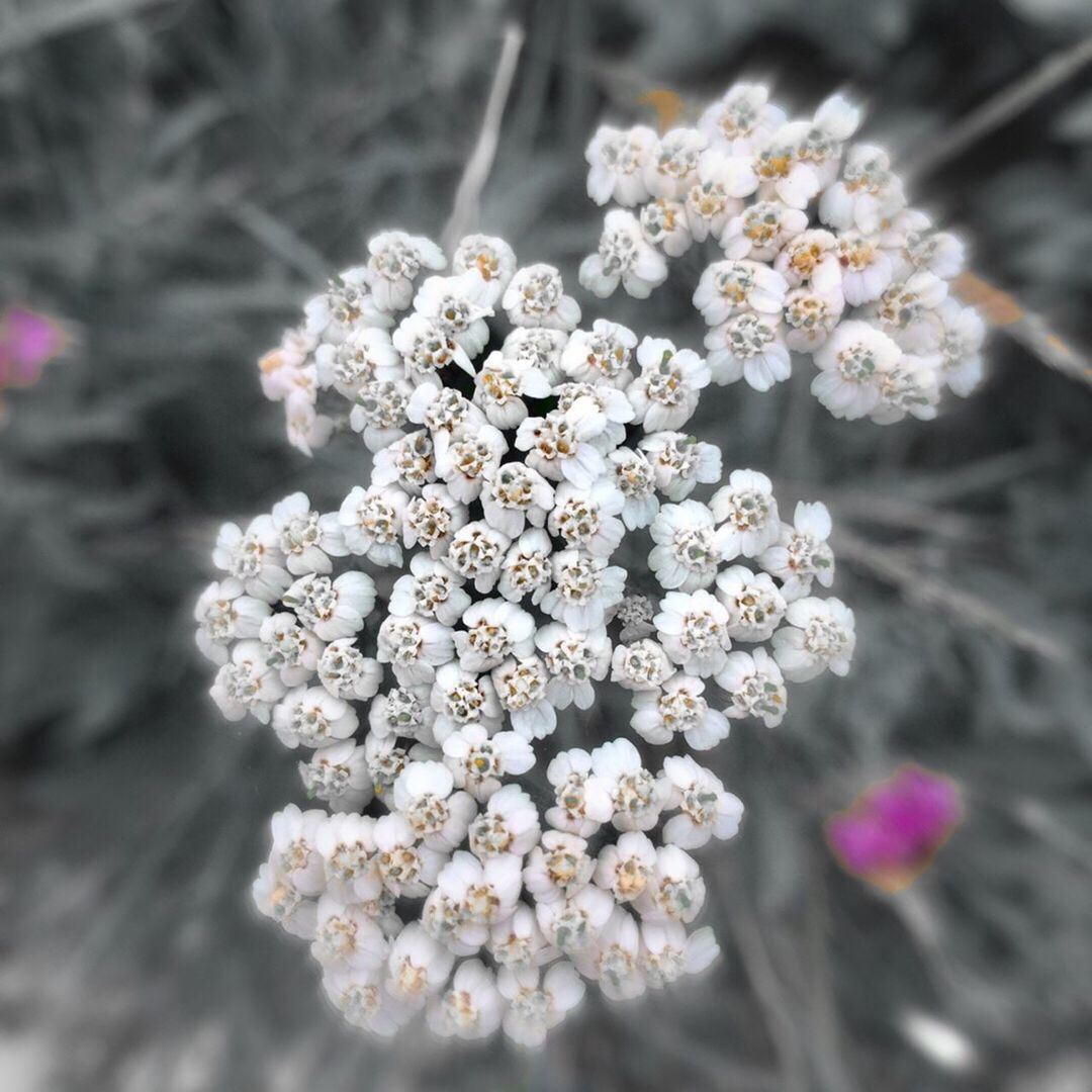 CLOSE-UP OF WHITE FLOWER TREE