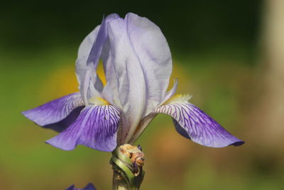 Close-up of purple iris