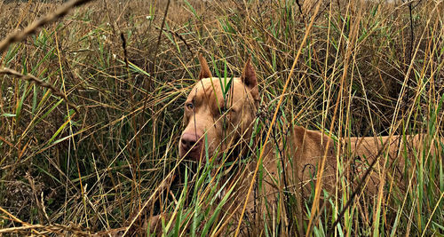 View of an animal on field