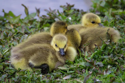 Close-up of goslings 