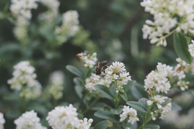 Close-up of insect on flowering plant