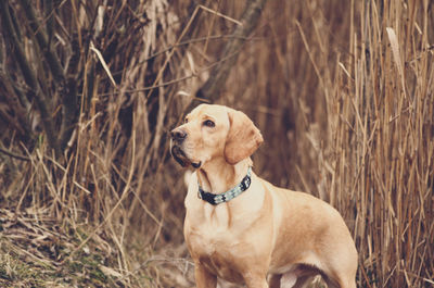 Brown dog standing by dry grass on field