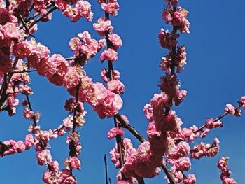 Low angle view of cherry blossoms against sky