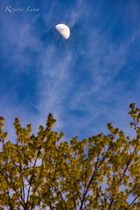 Low angle view of trees against blue sky