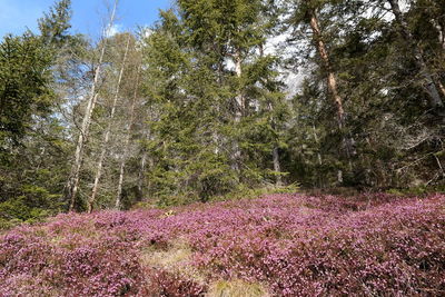 Low angle view of flowering trees in forest