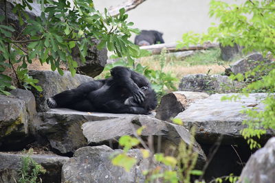 Gorilla sleeping in forest