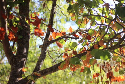 Low angle view of tree during autumn