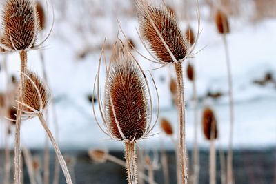 Close-up of wilted plant