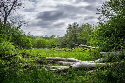 Trees and plants on field in forest against sky