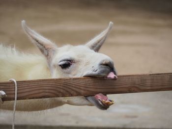 Close-up of deer