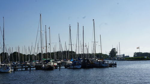 Sailboats moored in harbor