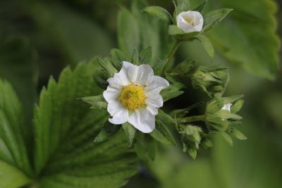 Close-up of white flowering plant leaves