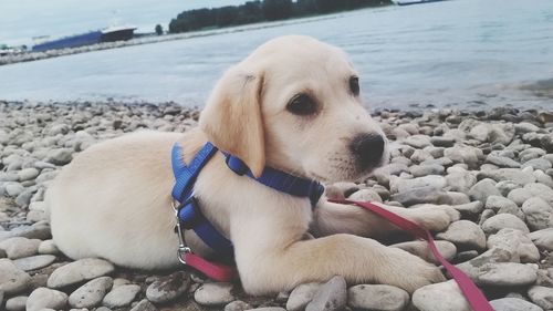 Close-up of dog sitting on pebbles at beach