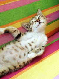 Close-up of cat sleeping