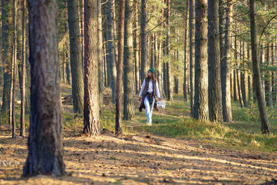 Casual woman walk in autumn forest searching mushrooms in sunny pine woods. fall season leisure