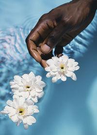 Cropped hand holding white flower