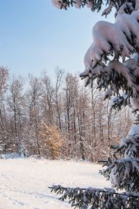 Person holding snow covered plants against sky