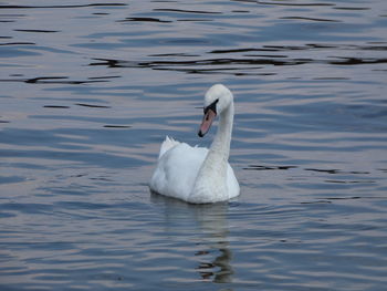 Swan swimming in lake