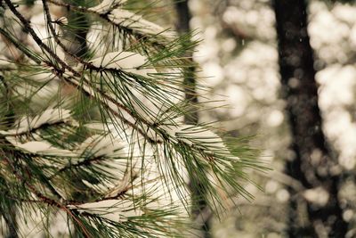 Close-up of tree branch