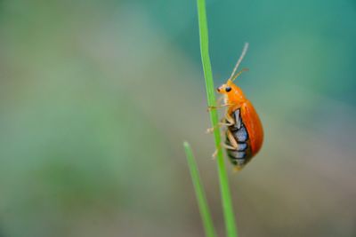 Close-up of insect on wall