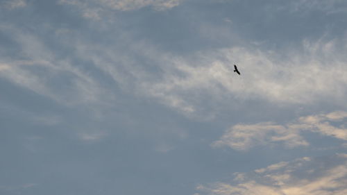 Low angle view of bird flying in sky