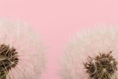 Close-up of pink dandelion against sky