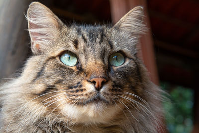 Close-up portrait of tabby cat