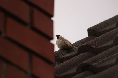 Close-up of bird on wall