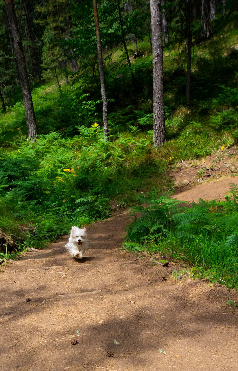 DOG IN A FOREST