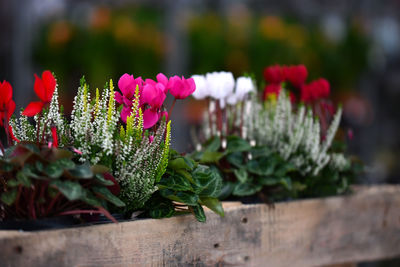 Close-up of flowers against blurred background