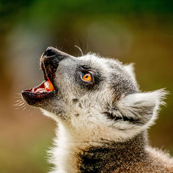 Close-up of a animal looking away