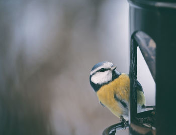 Close-up of bird perching outdoors