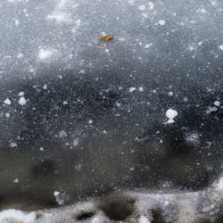 High angle view of birds in snow