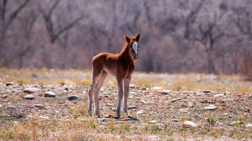 Horse standing in a field