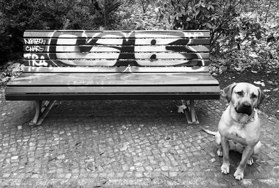 Portrait of dog sitting on bench in park