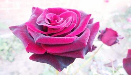 Close-up of pink rose