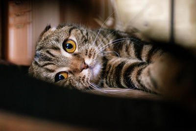 Close-up portrait of a cat