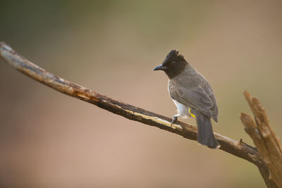 Close-up of bird perching on branch