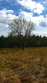 Bare trees on field against sky