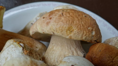 Close-up of porcini mushrooms in container