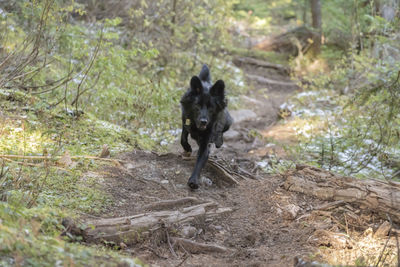 Portrait of a dog in the forest