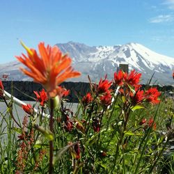 Close-up of red flowers against blue sky