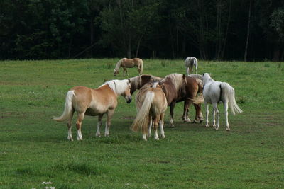 Horses grazing in a field