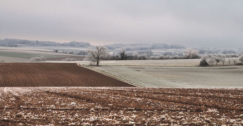 Scenic view of agricultural landscape against sky